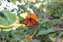 12238232_10102411119060055_8443422241729248944_o